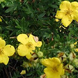 ARBORIX - 2 x Potentille arbustive 'Goldstar' - Potentilla fruticosa 'Goldstar'  - 25-30 cm pot - vignette