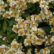 ARBORIX - 2 x Andromède du Japon 'Sarabande' - Pieris japonica 'Sarabande'  - 20-30 cm pot - vignette