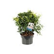 ARBORIX - 2 x Andromède du Japon 'Sarabande' - Pieris japonica 'Sarabande'  - 20-30 cm pot - vignette
