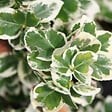 ARBORIX - 2 x Fusain persistant 'Emerald Gaiety' - Euonymus Fortunei 'Emerald Gaiety'  - 20-25 cm pot - vignette