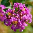ARBORIX - Lilas des Indes Rose - Lagerstroemia indica - vignette