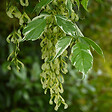 ARBORIX - Érable à feuille de frêne 'Variegatum' - Acer Negundo 'Variegatum'  - 50-60 cm pot - vignette