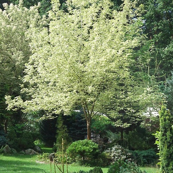 ARBORIX - Érable à feuille de frêne 'Variegatum' - Acer Negundo 'Variegatum'  - 50-60 cm pot - large