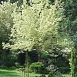 ARBORIX - Érable à feuille de frêne 'Variegatum' - Acer Negundo 'Variegatum'  - 50-60 cm pot - vignette