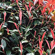 ARBORIX - 2 x Photinia x fraseri 'Red Robin' - Photinia Fraseri 'Red Robin'  - 40-60 cm pot - vignette