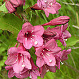 ARBORIX - 2 x Weigela florida 'Victoria' - Weigela florida 'Victoria'  - 50-60 cm pot - vignette