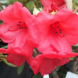 ARBORIX - 2 x Rhododendron 'Elizabeth' - Rhododendron 'Elizabeth'  - 20-30 cm pot - vignette