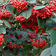 ARBORIX - Cotonéaster laiteaux - Cotoneaster Lacteus  - 60-80 cm pot - vignette