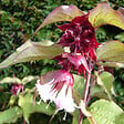 ARBORIX - 2 x Arbre aux faisans 'Purple Rain' - Leycesteria formosa 'Purple Rain'  - 40-50 cm pot - vignette