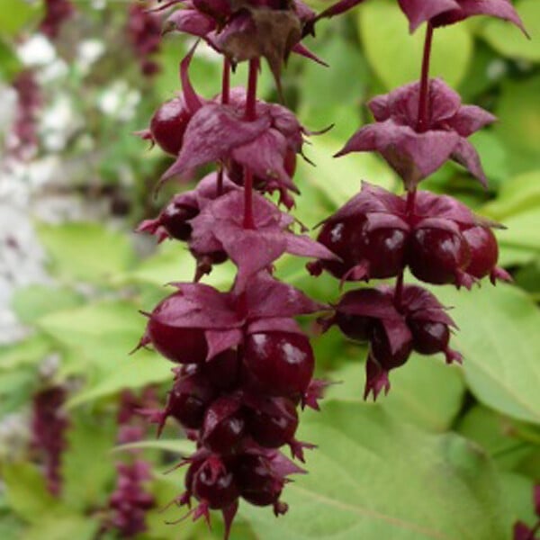 ARBORIX - 2 x Arbre aux faisans 'Purple Rain' - Leycesteria formosa 'Purple Rain'  - 40-50 cm pot - large