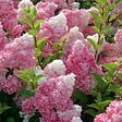ARBORIX - 2 x Hortensia paniculé 'Vanille fraise'® - Hydrangea paniculata Vanille Fraise  - 40-50 cm pot - vignette