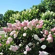 ARBORIX - 2 x Hortensia paniculé 'Vanille fraise'® - Hydrangea paniculata Vanille Fraise  - 40-50 cm pot - vignette