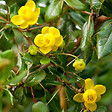 ARBORIX - 2 x Épine-vinette verruqueuse - Berberis verruculosa  - 25-30 cm pot - vignette