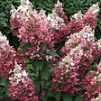 ARBORIX - Hortensia 'Dart's Little Dot' - Hydrangea paniculata 'Dart's Little Dot'  - 30-40 cm pot - vignette