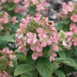 ARBORIX - Hortensia 'Dart's Little Dot' - Hydrangea paniculata 'Dart's Little Dot'  - 30-40 cm pot - vignette