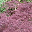 ARBORIX - Érable du Japon 'Inaba Shidare' - Acer palmatum 'Inaba-Shidare'  - 40-50 cm pot - vignette