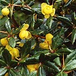 ARBORIX - 2 x Épine-vinette - Berberis frikartii 'Amstelveen'  - 25-30 cm pot - vignette
