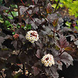 ARBORIX - 2 x Physocarpe à feuilles d'Obier 'Diabolo' - Physocarpus Opulifolius 'Diabolo'  - 30-40 cm pot - vignette