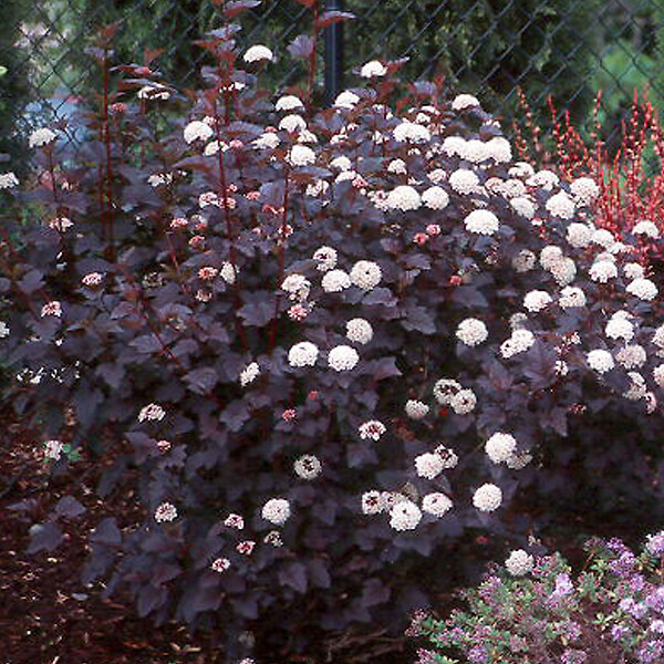 ARBORIX - 2 x Physocarpe à feuilles d'Obier 'Diabolo' - Physocarpus Opulifolius 'Diabolo'  - 30-40 cm pot - large