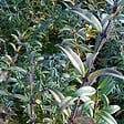 ARBORIX - 2 x Troène commun - Ligustrum vulgare 'Atrovirens'  - 60-80 cm pot - vignette