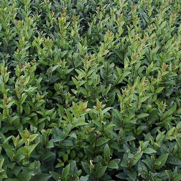 ARBORIX - 2 x Troène commun - Ligustrum vulgare 'Atrovirens'  - 60-80 cm pot - large