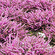 ARBORIX - 2 x Bruyère des neiges Rose - Erica Darleyensis Roze  - 12-15 cm pot - vignette