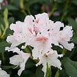 ARBORIX - Rhododendron 'Cunningham blanc' - Rhododendron 'Cunningham White'  - 60-80 cm pot - vignette