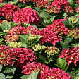 ARBORIX - 2 x Hortensia 'Kardinal' - Hydrangea macrophylla 'Kardinal'  - 25-30 cm pot - vignette