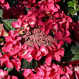 ARBORIX - 2 x Hortensia 'Kardinal' - Hydrangea macrophylla 'Kardinal'  - 25-30 cm pot - vignette