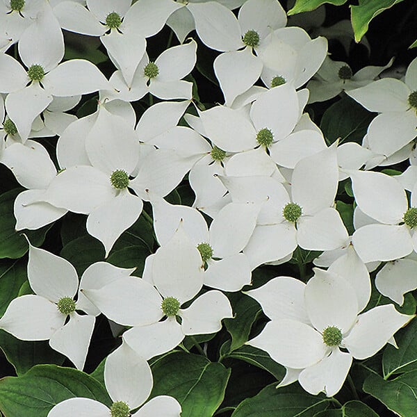 ARBORIX - Cornouiller du Japon 'Chinensis' - Cornus kousa Chinensis  - 50-60 cm pot - large