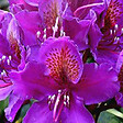 ARBORIX - Rhododendron 'Marcel Menard' - Rhododendron 'Marcel Menard'  - 40-50 cm pot - vignette