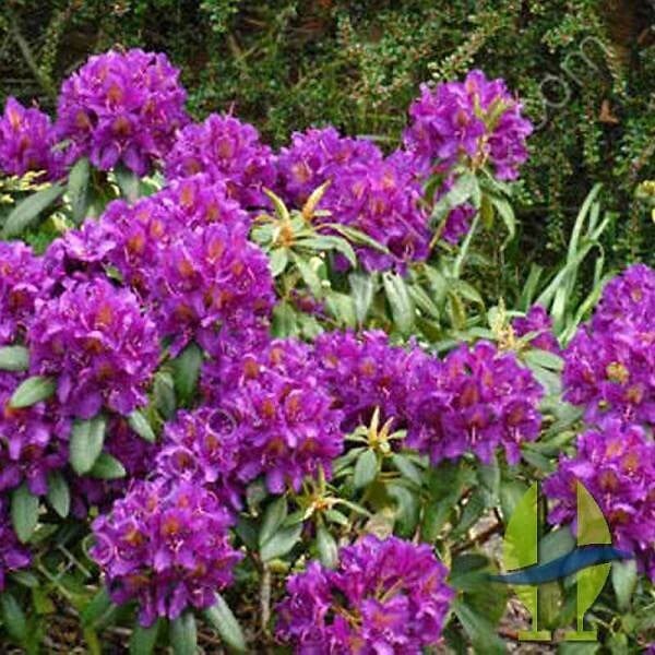 ARBORIX - Rhododendron 'Marcel Menard' - Rhododendron 'Marcel Menard'  - 40-50 cm pot - large