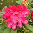 ARBORIX - Rhododendron 'Sneezy' - Rhododendron 'Sneezy'  - 25-30 cm pot - vignette
