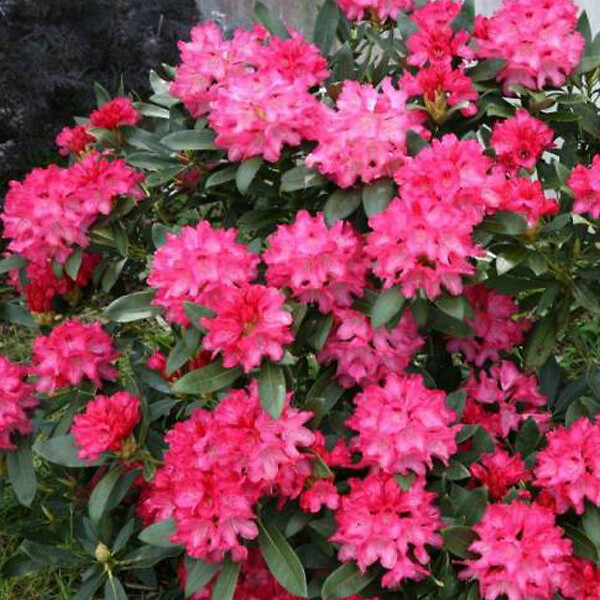 ARBORIX - Rhododendron 'Sneezy' - Rhododendron 'Sneezy'  - 25-30 cm pot - large