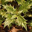 ARBORIX - Osmanthe à feuilles variables - Osmanthus Heterophyllus  - 50-60 cm pot - vignette