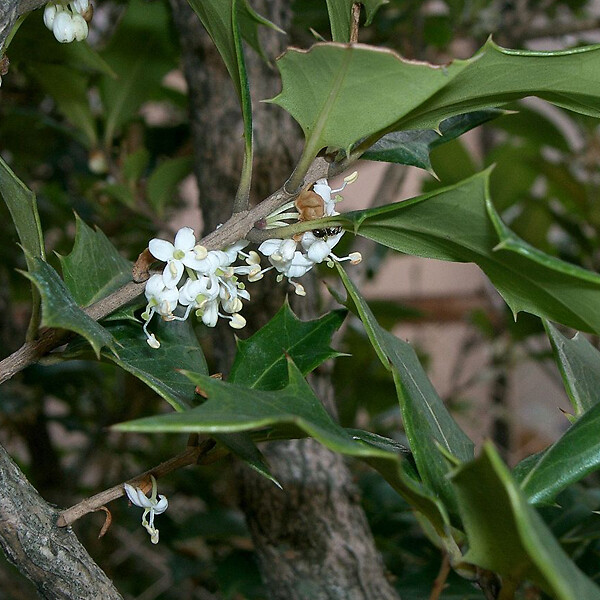 ARBORIX - Osmanthe à feuilles variables - Osmanthus Heterophyllus  - 50-60 cm pot - large