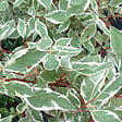 ARBORIX - 2 x Cornouiller blanc 'Ivory Halo'® - Cornus alba 'Ivory Halo'  - 40-60 cm pot - vignette