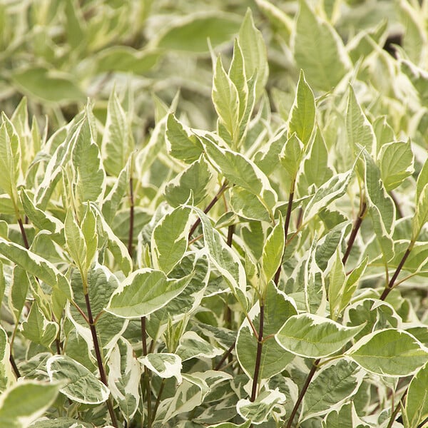 ARBORIX - 2 x Cornouiller blanc 'Ivory Halo'® - Cornus alba 'Ivory Halo'  - 40-60 cm pot - large