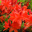 ARBORIX - Azalée caduque knaphill rouge - Azalea Knaphill Rood  - 40-50 cm pot - vignette