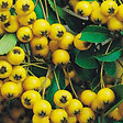 ARBORIX - 2 x Buisson ardent 'Soleil d'Or' - Pyracantha 'Soleil D'Or'  - 60-80 cm pot - vignette