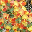 ARBORIX - 2 x Genêt 'Lena' - Cytisus 'Lena'  - 40-60 cm pot - vignette