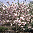 ARBORIX - Magnolia 'George Henry Kern' - Magnolia 'George Henry Kern'  - 60-80 cm pot - vignette