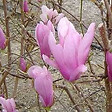 ARBORIX - Magnolia 'George Henry Kern' - Magnolia 'George Henry Kern'  - 60-80 cm pot - vignette