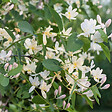 ARBORIX - 2 x Chèvrefeuille d'hiver - Lonicera fragrantissima  - 40-50 cm pot - vignette