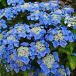 ARBORIX - 2 x Hortensia 'Teller Blue' - Hydrangea 'Teller Blue'  - 25-30 cm pot - vignette
