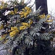 ARBORIX - Mahonia du Japon 'Bealei' - Mahonia Japonica (= Bealei)  - 50- 60 cm pot - vignette