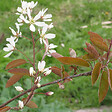 ARBORIX - 2 x Amélanchier de Lamarck - Amelanchier Lamarckii  - 60-80 cm pot - vignette
