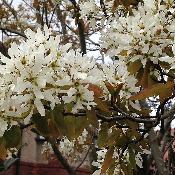 ARBORIX - 2 x Amélanchier de Lamarck - Amelanchier Lamarckii  - 60-80 cm pot - large