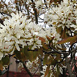 ARBORIX - 2 x Amélanchier de Lamarck - Amelanchier Lamarckii  - 60-80 cm pot - vignette