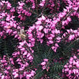 ARBORIX - 2 x Bruyère des neiges Rouge - Erica Darleyensis Rood  - 12-15 cm pot - vignette